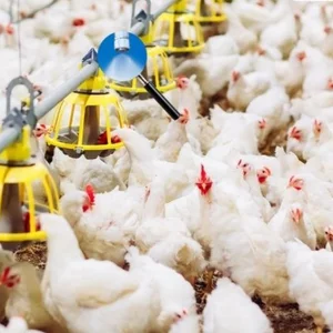 Poultry misting System odor control