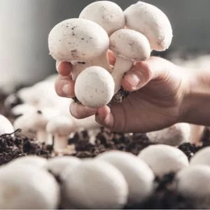 mushroom fogging system odor control