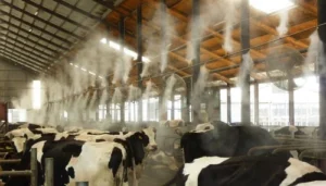 Misting system for Cow shed in Qatar